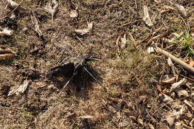 High angle view of roots on field