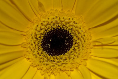 Macro shot of yellow flower