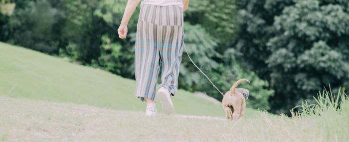 Horse walking in a field