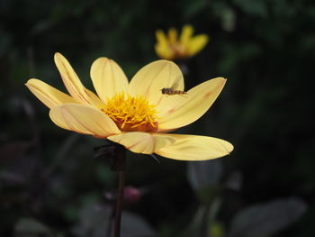 Close-up of yellow crocus blooming outdoors