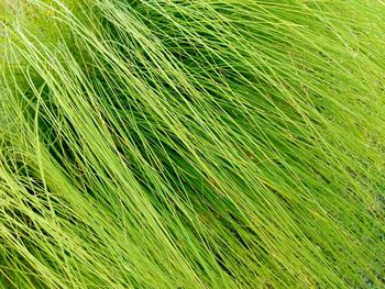 Full frame shot of green grass