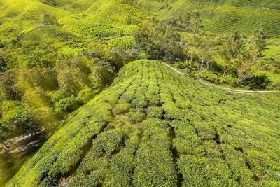 High angle view of green landscape