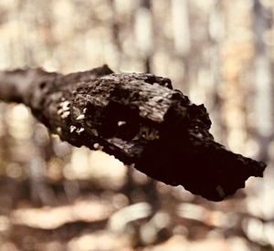 Close-up of lichen on tree trunk