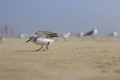 Close-up of seagull flying on beach against clear sky