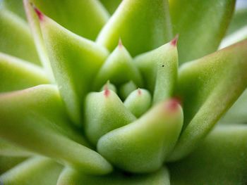 Green succulent 