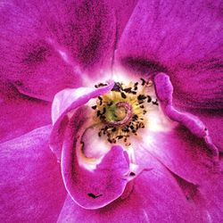Macro shot of pink flower