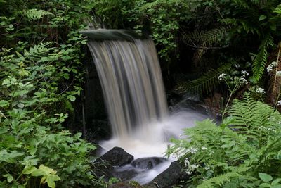 Scenic view of waterfall in forest