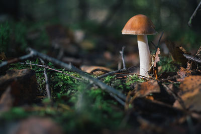 Close-up of mushroom growing on field