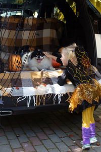 Dog sitting in car