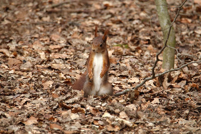 Close-up of squirrel on field