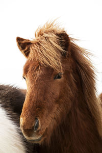 Portrait of an icelandic pony with a brown mane in a herd