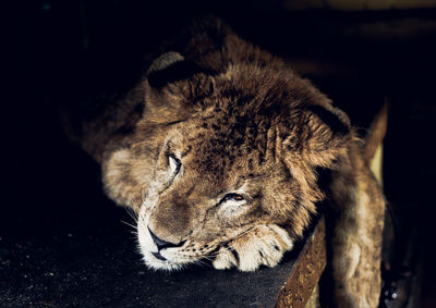 Close-up of lion relaxing at night