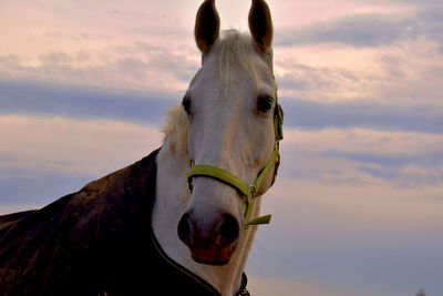 Portrait of horse against sky