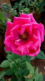 Close-up of pink flower blooming outdoors