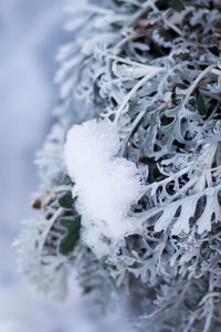 Close-up of snow