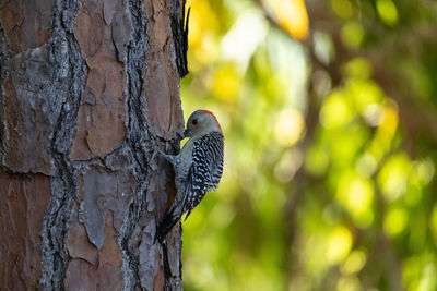 Red bellied woodpecker melanerpes carolinus bird in search of insects to eat in naples, florida