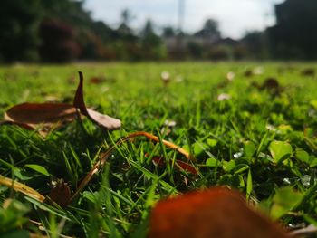 Close-up of grass on field