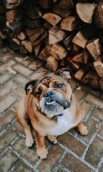 High angle portrait of dog on floor