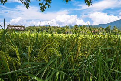 Crops growing on field against sky