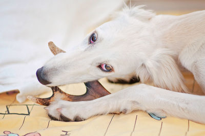 Close-up of a dog lying down