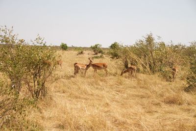 Horses on field against clear sky