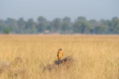 View of person on field