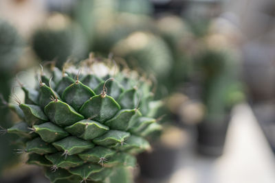 Close-up of succulent plant