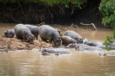Hippo pod along sandy bend in river
