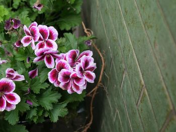Close-up of pink flower