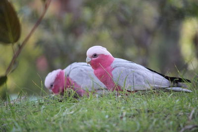 Close-up of galahs on grass