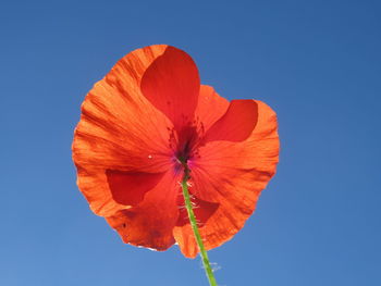 Close-up of orange poppy against blue sky
