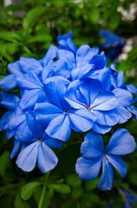 Close-up of blue flowers