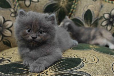 Close-up portrait of a kitten