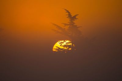 Close-up of orange tree against sky during sunset