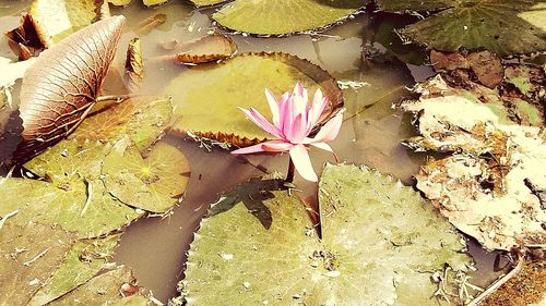 High angle view of leaves floating on water