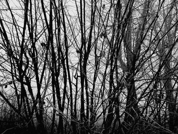 Low angle view of trees in forest