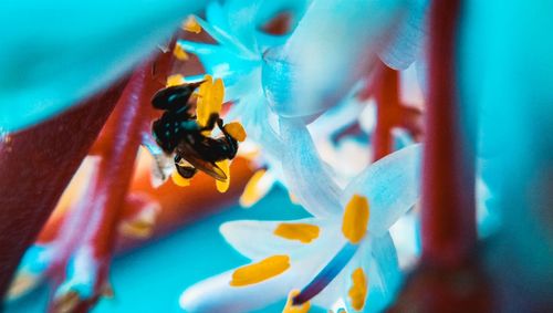 Close-up of bee on flower