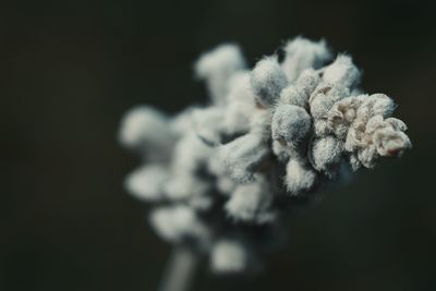 Close-up of white flowering plant against black background