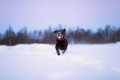 Dog running in snow covered field