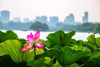 Close-up of pink lotus water lily in lake against sky