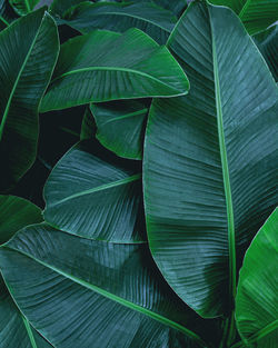 Closeup nature view of tropical banana leaf background, dark green wallpaper concept.