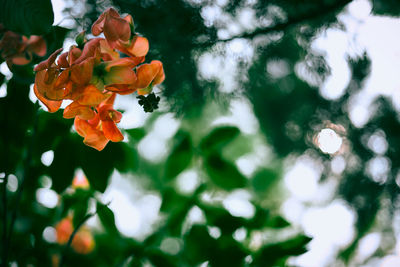 Low angle view of flowering plant