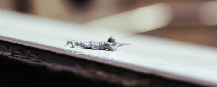 Close-up of insect on water