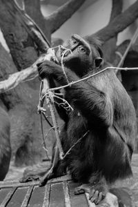 Low angle view of monkey sitting outdoors