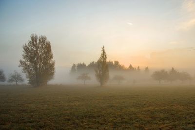 Trees on field against sky during sunset