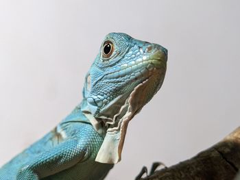 Blue Lizard