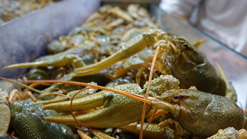 Close-up of crab for sale at market