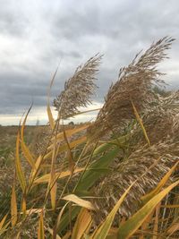 Close-up of wheat growing on field against sky