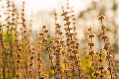 Close-up of plant