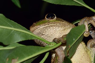 Close-up of frog on leaf